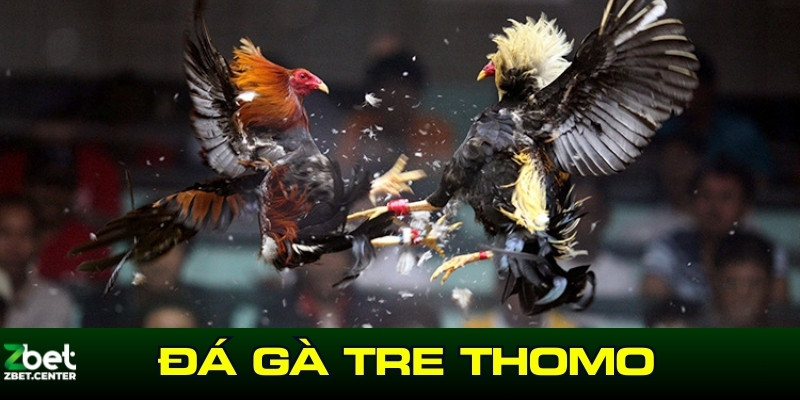 Đá gà tre Thomo đã trở thành hình thức cược phổ biến tại Việt Nam